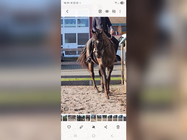 Appaloosa Wallach 6 Jahre 161 cm Dunkelbrauner in Gunningen