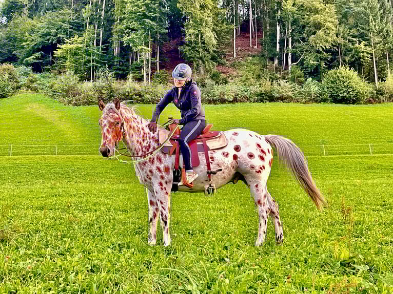 Appaloosa Wallach 6 Jahre 163 cm Tigerschecke in Gallzein