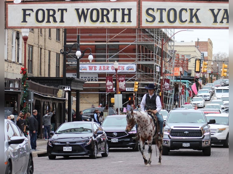 Appaloosa Wallach 6 Jahre Dunkelfuchs in Fort Worth TX