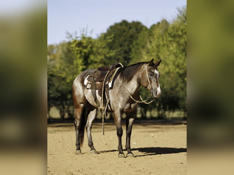 Appaloosa Wallach 6 Jahre Roan-Bay in Little Rock