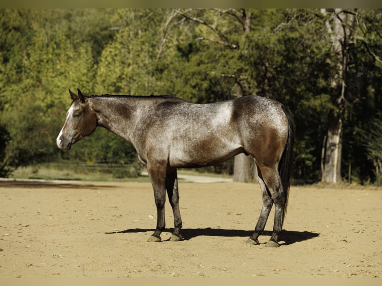 Appaloosa Wallach 6 Jahre Roan-Bay in Little Rock