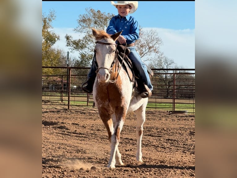 Appaloosa Wallach 7 Jahre 135 cm Roan-Red in Weatherford, TX