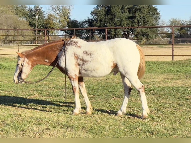 Appaloosa Wallach 7 Jahre 135 cm Roan-Red in Weatherford, TX