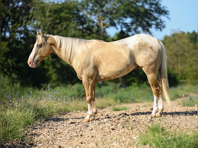 Appaloosa Wallach 7 Jahre 145 cm Palomino in Cole Camp MO