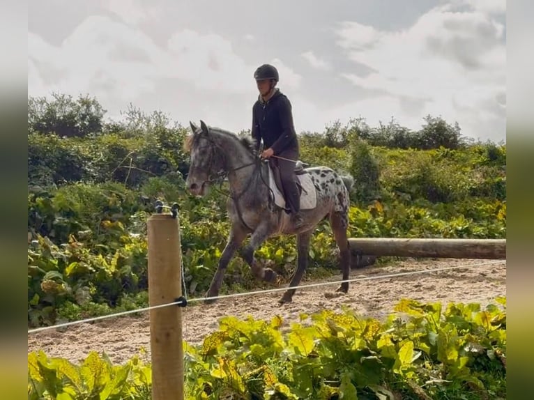 Appaloosa Mix Wallach 7 Jahre 149 cm Tigerschecke in Trebbin