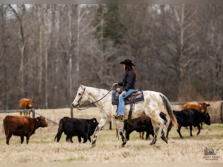 Appaloosa Wallach 7 Jahre 150 cm Buckskin in Auburn