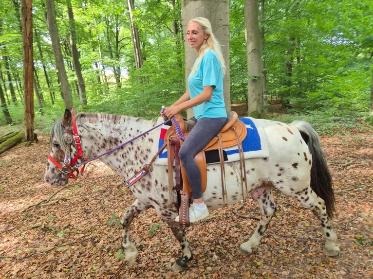 Appaloosa Mix Wallach 7 Jahre 150 cm Tigerschecke in Linkenbach