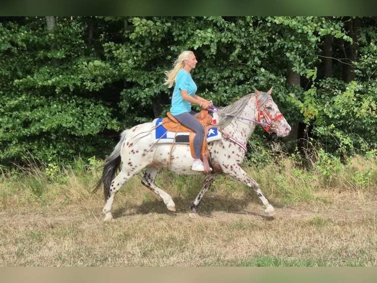 Appaloosa Mix Wallach 7 Jahre 150 cm Tigerschecke in Linkenbach