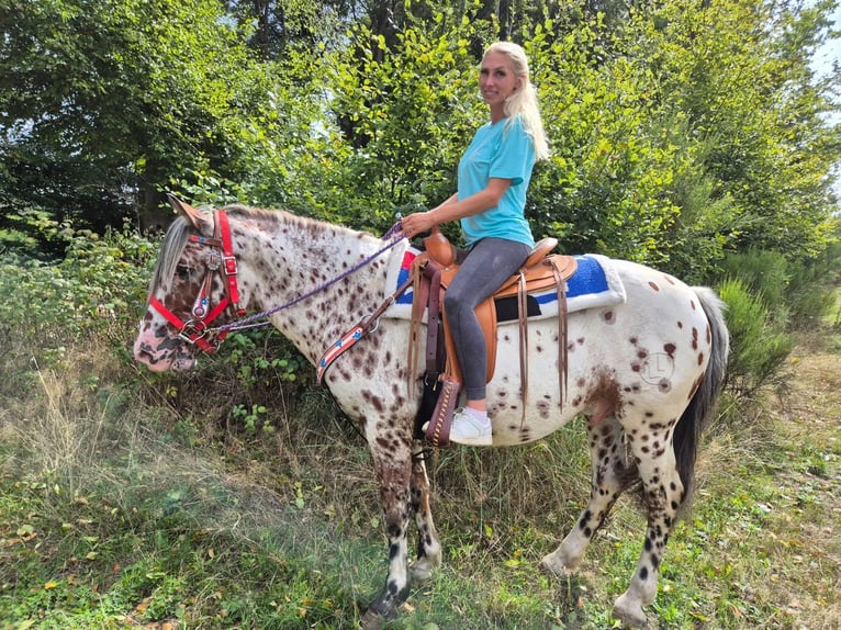 Appaloosa Mix Wallach 7 Jahre 150 cm Tigerschecke in Linkenbach