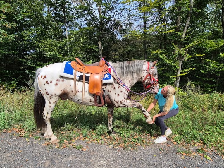 Appaloosa Mix Wallach 7 Jahre 150 cm Tigerschecke in Linkenbach