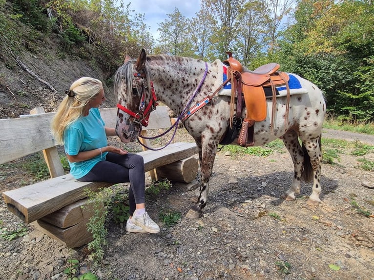Appaloosa Mix Wallach 7 Jahre 150 cm Tigerschecke in Linkenbach