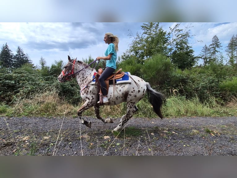 Appaloosa Mix Wallach 7 Jahre 150 cm Tigerschecke in Linkenbach