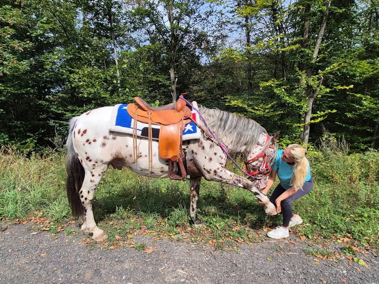 Appaloosa Mix Wallach 7 Jahre 150 cm Tigerschecke in Linkenbach