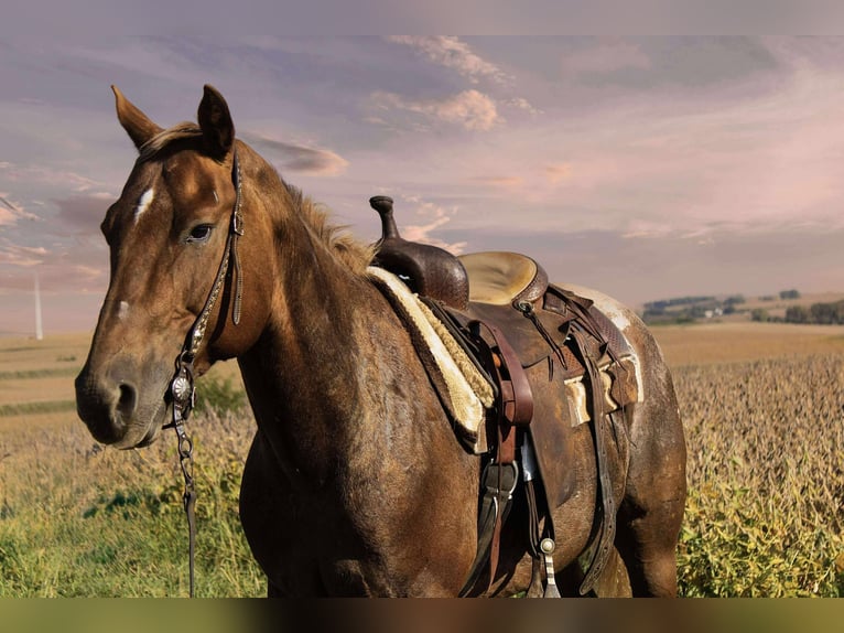 Appaloosa Wallach 7 Jahre 152 cm Dunkelfuchs in Battle Creek