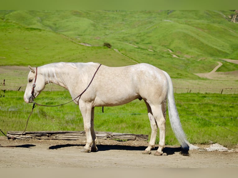 Appaloosa Wallach 7 Jahre 152 cm Palomino in Tres Pinos