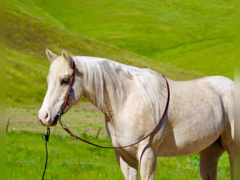 Appaloosa Wallach 7 Jahre 152 cm Palomino in Tres Pinos