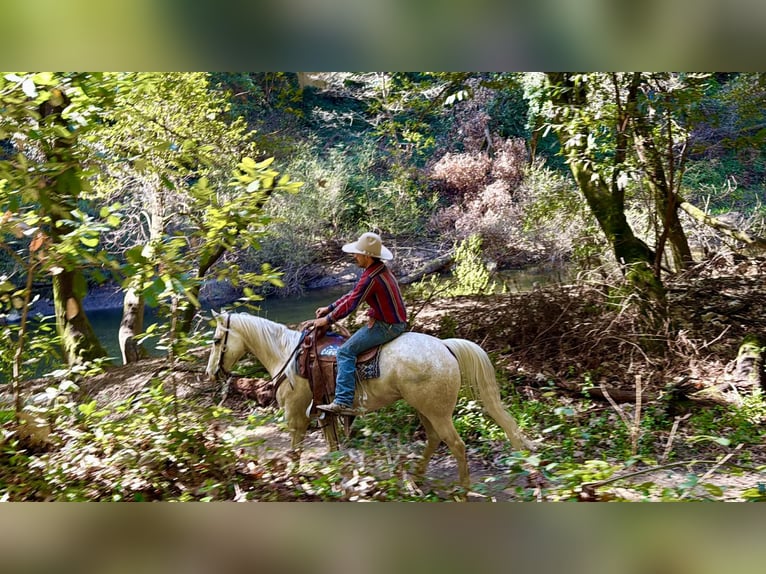 Appaloosa Wallach 7 Jahre 152 cm Palomino in Tres Pinos