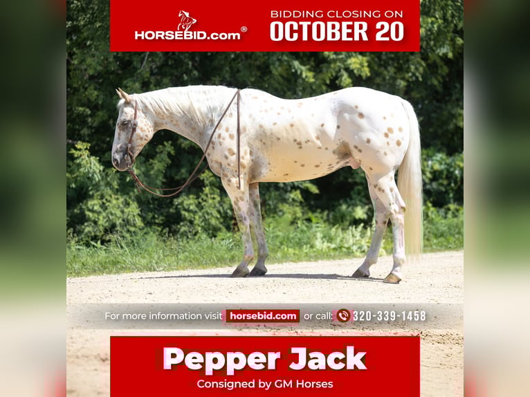 Appaloosa Wallach 7 Jahre 152 cm Palomino in Cannon Falls