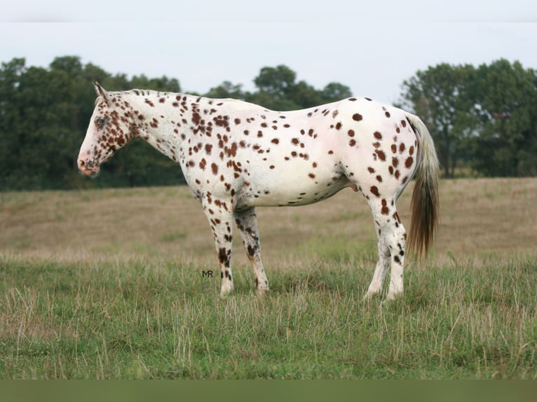 Appaloosa Wallach 7 Jahre 152 cm in Verona