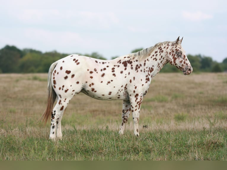 Appaloosa Wallach 7 Jahre 152 cm in Verona