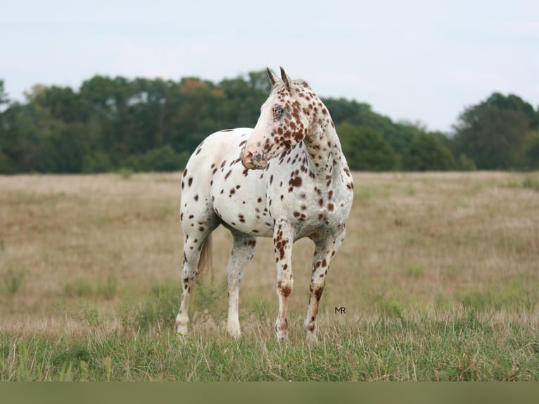 Appaloosa Wallach 7 Jahre 152 cm in Verona