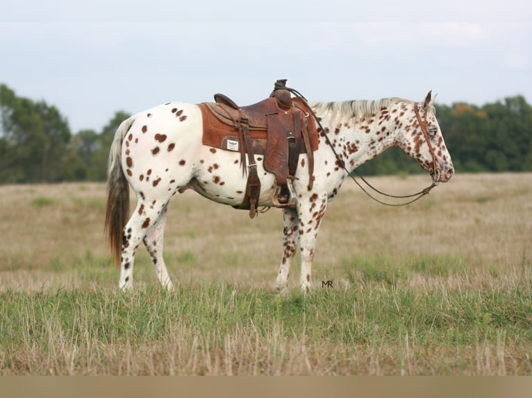 Appaloosa Wallach 7 Jahre 152 cm in Verona