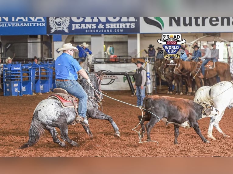 Appaloosa Wallach 7 Jahre 152 cm Rappe in Brickenridge TX