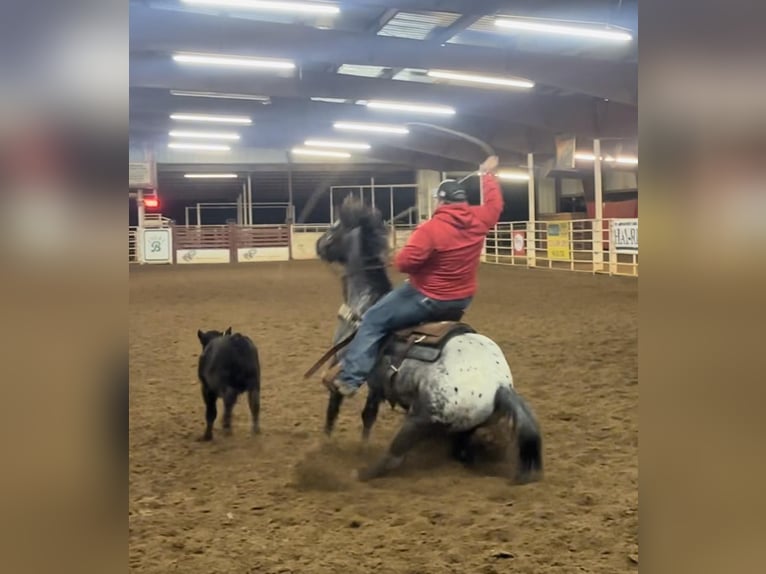 Appaloosa Wallach 7 Jahre 152 cm Rappe in Brickenridge TX