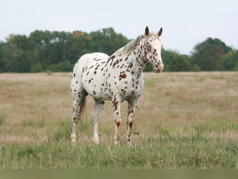 Appaloosa Wallach 7 Jahre 152 cm in Verona
