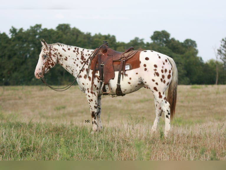 Appaloosa Wallach 7 Jahre 152 cm in Verona