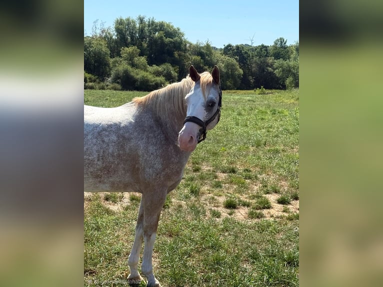 Appaloosa Mix Wallach 7 Jahre 153 cm  in Iserlohn