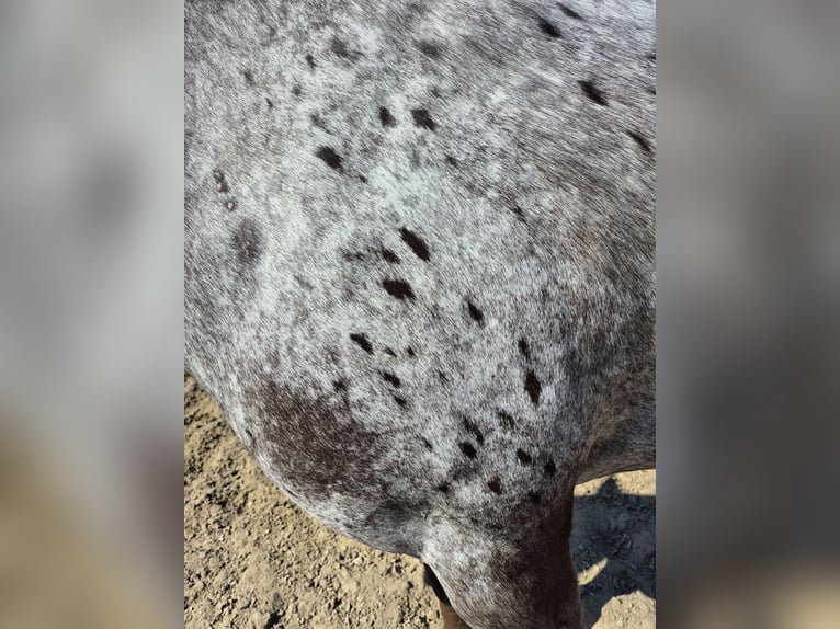 Appaloosa Wallach 7 Jahre 153 cm Tigerschecke in Merksplas