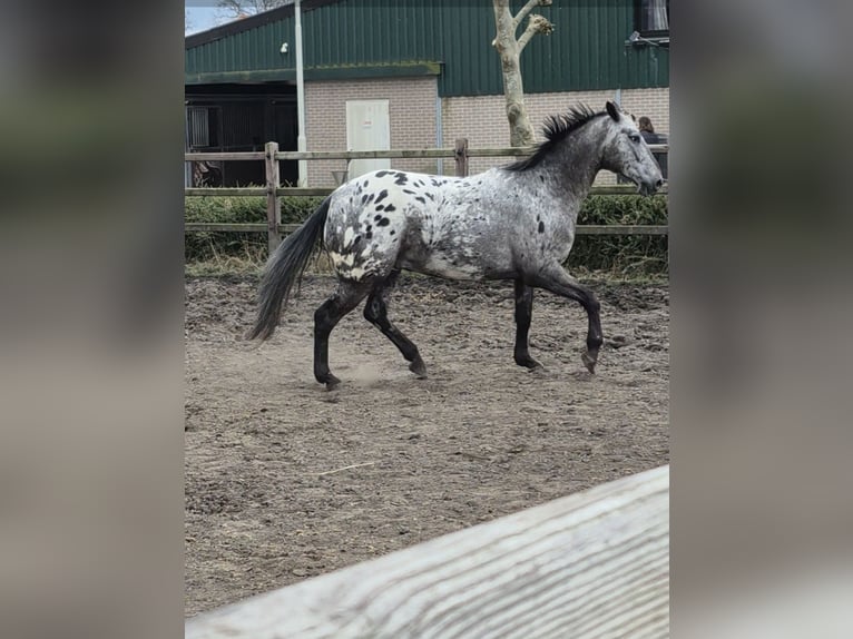 Appaloosa Wallach 7 Jahre 153 cm Tigerschecke in Merksplas