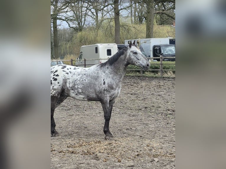 Appaloosa Wallach 7 Jahre 153 cm Tigerschecke in Merksplas