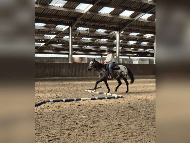 Appaloosa Wallach 7 Jahre 153 cm Tigerschecke in Merksplas
