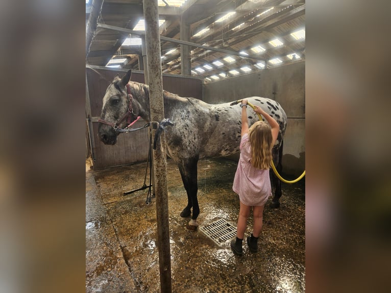 Appaloosa Wallach 7 Jahre 153 cm Tigerschecke in Merksplas