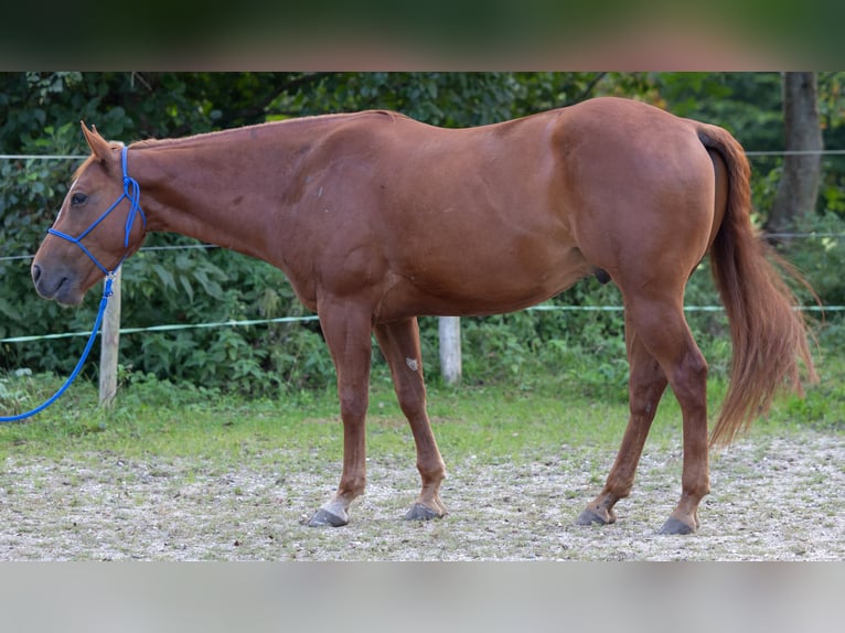 Appaloosa Wallach 7 Jahre 155 cm Fuchs in Illmensee