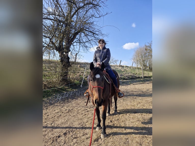 Appaloosa Wallach 7 Jahre 156 cm Brauner in LauchheimLauchheim-Röttingen