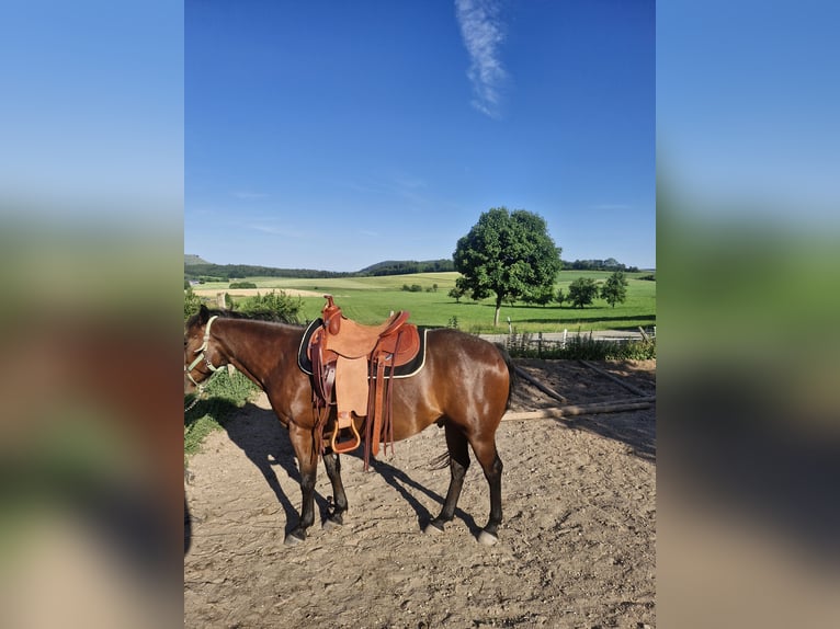 Appaloosa Wallach 7 Jahre 156 cm Brauner in LauchheimLauchheim-Röttingen