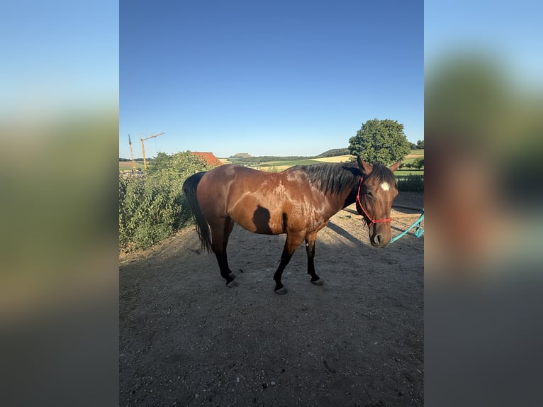 Appaloosa Wallach 7 Jahre 156 cm Brauner in LauchheimLauchheim-Röttingen