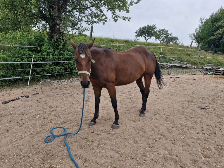Appaloosa Wallach 7 Jahre 156 cm Brauner in LauchheimLauchheim-Röttingen