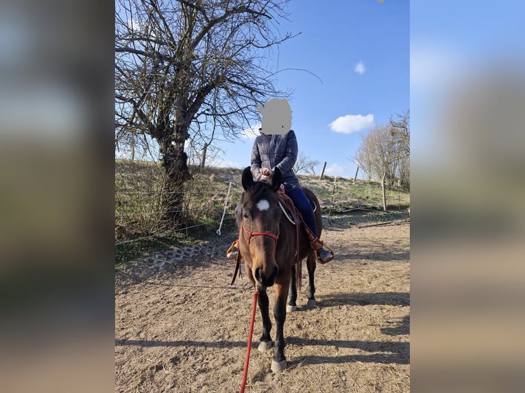 Appaloosa Wallach 7 Jahre 156 cm Brauner in LauchheimLauchheim-Röttingen
