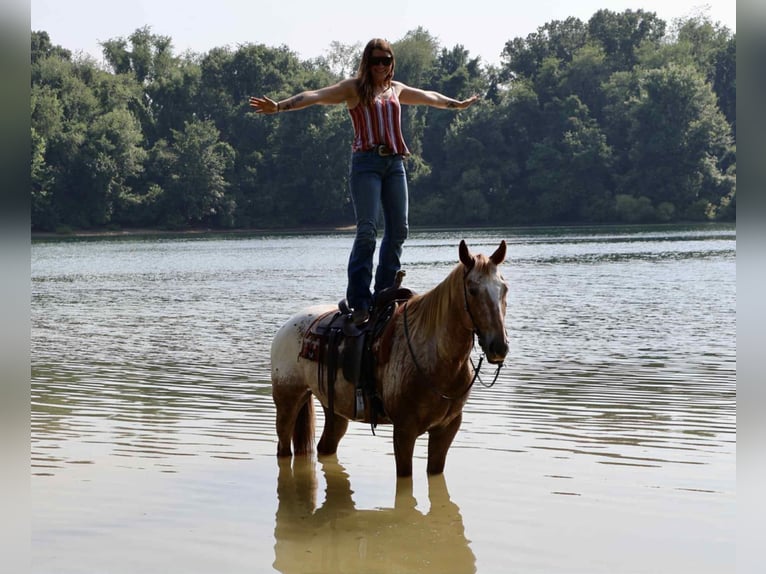 Appaloosa Wallach 7 Jahre 157 cm Rotfuchs in Littlestown