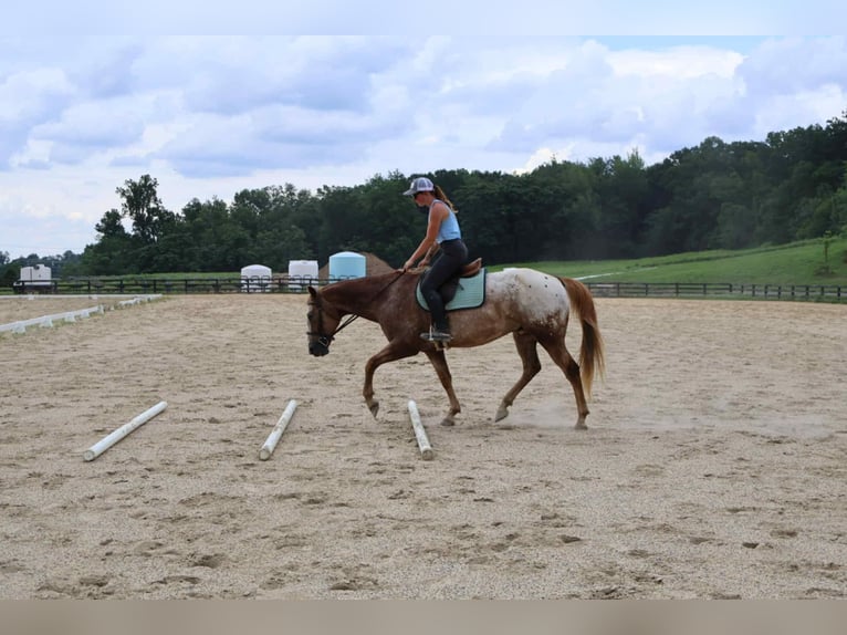 Appaloosa Wallach 7 Jahre 157 cm Rotfuchs in Littlestown