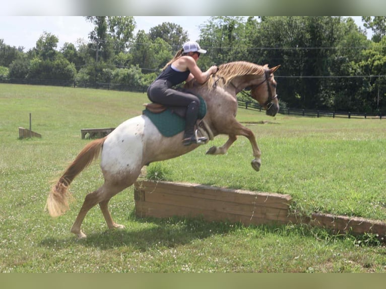 Appaloosa Wallach 7 Jahre 157 cm Rotfuchs in Littlestown