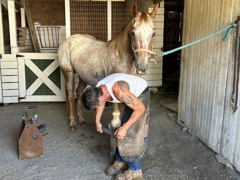 Appaloosa Wallach 7 Jahre 157 cm Rotfuchs in Littlestown