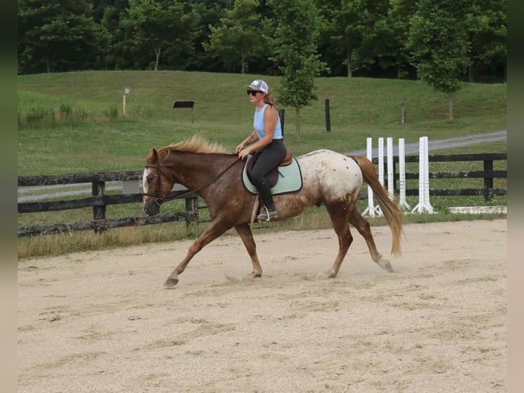 Appaloosa Wallach 7 Jahre 157 cm Rotfuchs in Littlestown