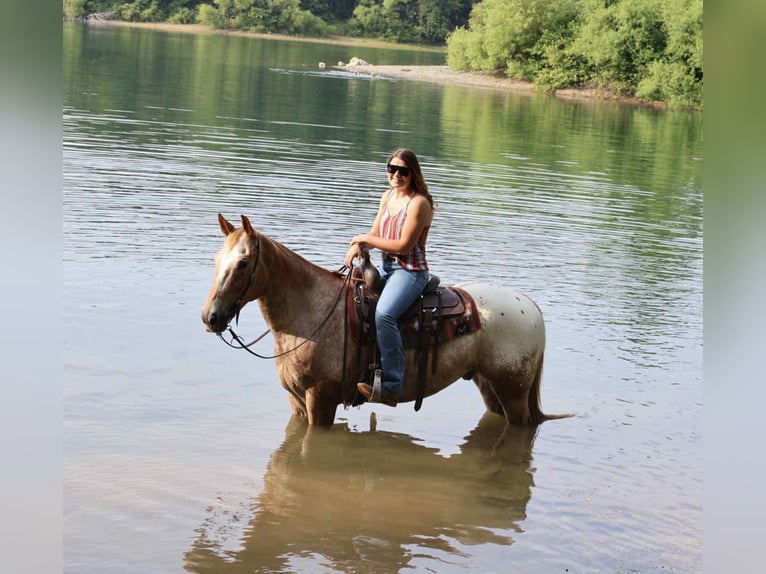 Appaloosa Wallach 7 Jahre 157 cm Rotfuchs in Littlestown