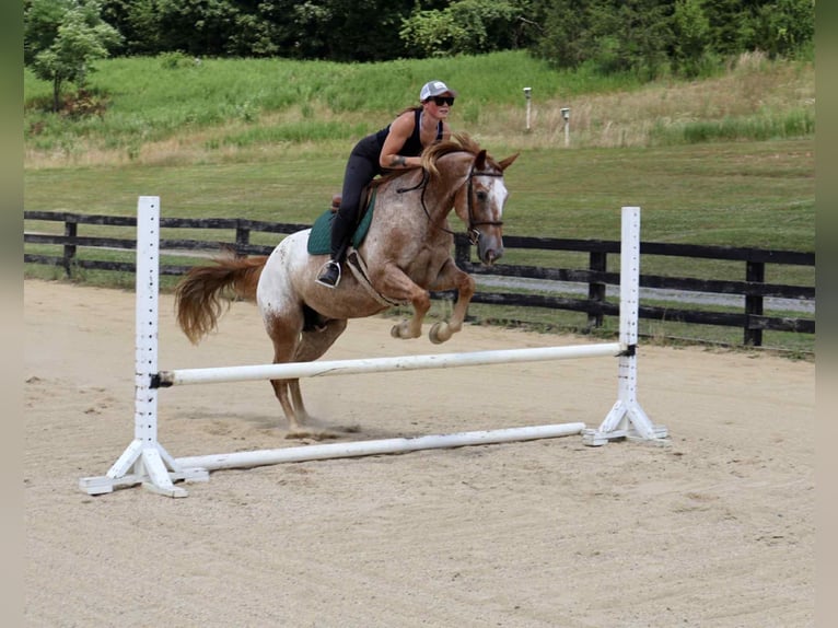 Appaloosa Wallach 7 Jahre 157 cm Rotfuchs in Littlestown
