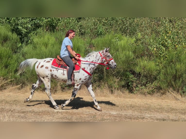 Appaloosa Mix Wallach 7 Jahre 157 cm Tigerschecke in Linkenbach